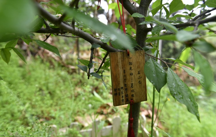 探访南昌宠物墓地火化树葬每个宠物都有骨灰坛