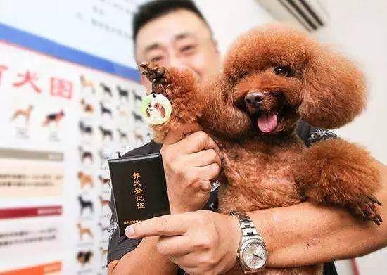 「丹东启动2018年养犬登记工作」宠物狗不办这个可能被强制收容