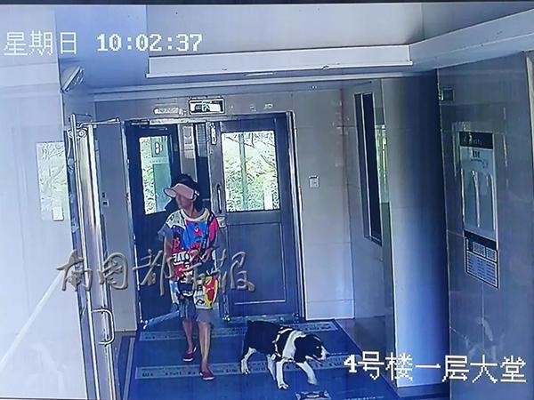 海口5岁男童被大型犬狂追吓哭犬主：狗不咬人孩子跑才追