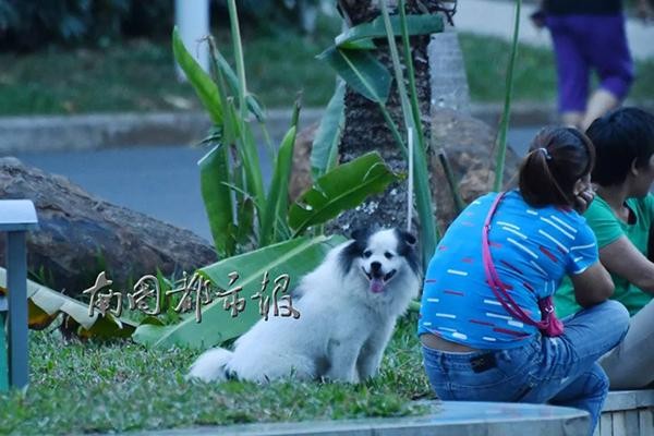 海口5岁男童被大型犬狂追吓哭犬主：狗不咬人孩子跑才追