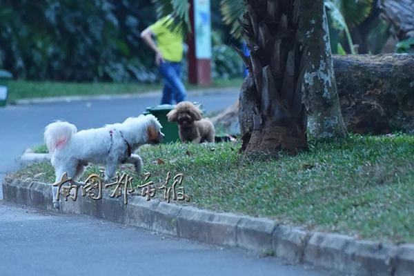 海口5岁男童被大型犬狂追吓哭犬主：狗不咬人孩子跑才追