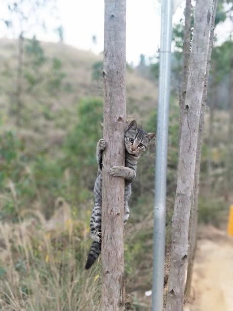 猫咪舔手的原因猫：再让老子躺会儿舔你是给你面子！