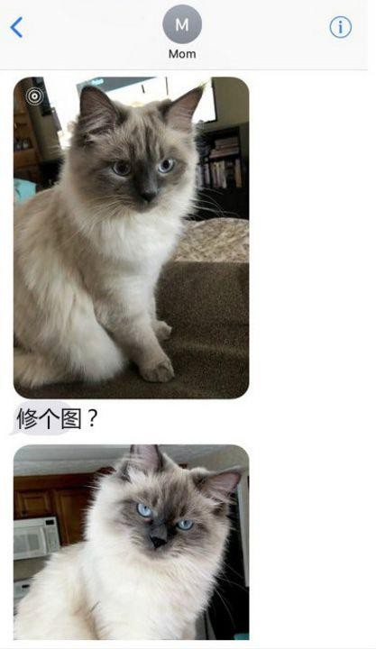 妈妈专门给我发消息就是为了让我给她的猫修图