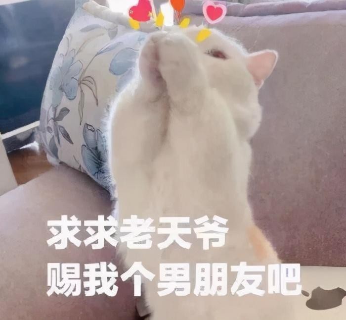 猫咪表情包：我已经沉沦了