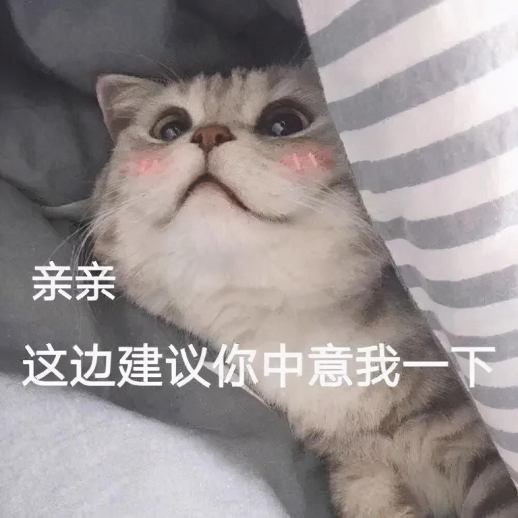 猫咪表情包：我已经沉沦了