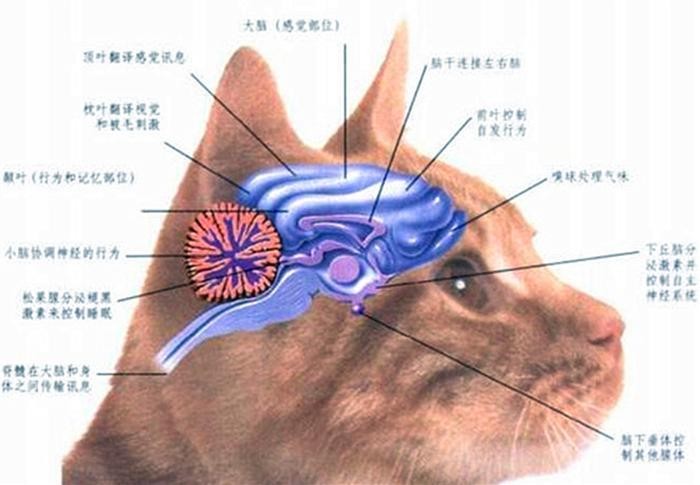 猫咪对人没有感情太冤枉了其实它对人的感情并不比狗浅