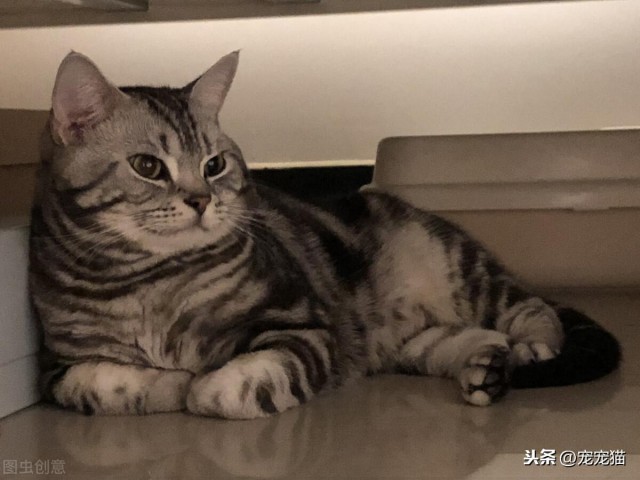 虎斑猫和狸花猫的区别