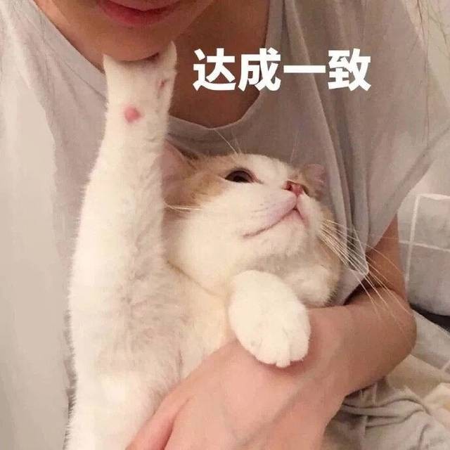 这种猫“不易生病”，而且还便宜，养猫的首选