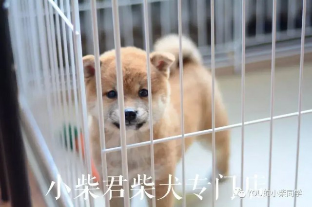 柴犬多少钱一只柴犬价格市场分析