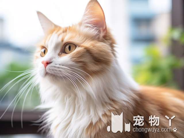 常见的中、小型宠物犬，大概多少钱一只？