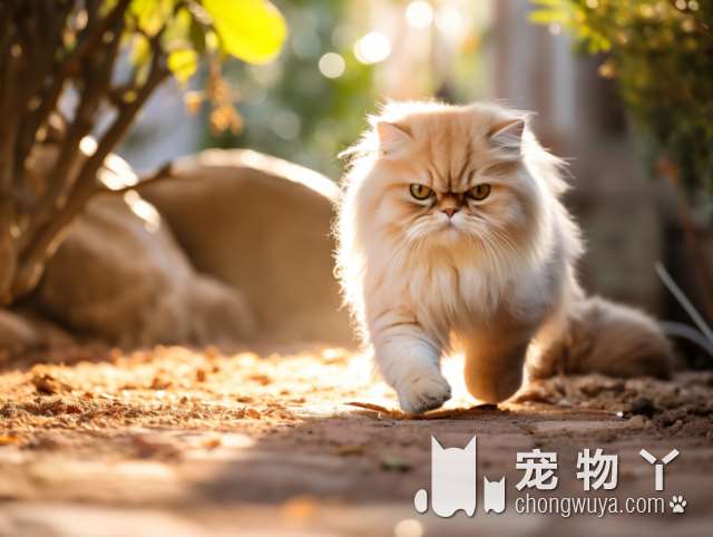 瑞派艾利宠物医院能为小猫做B超吗?