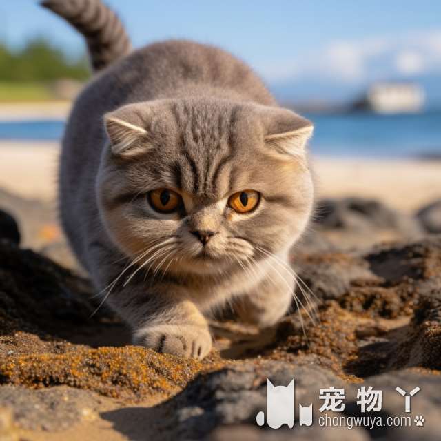 英国短毛猫的寿命问题