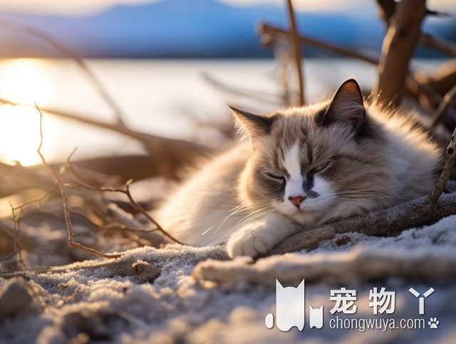 在上海萌咔PETS伊珊娜洗护，主子洗澡免费拍照，老板让猫咪服服帖帖吗？